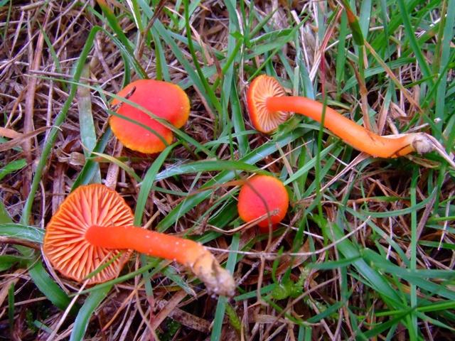 2008 10  Myco avec l 'ANY 11